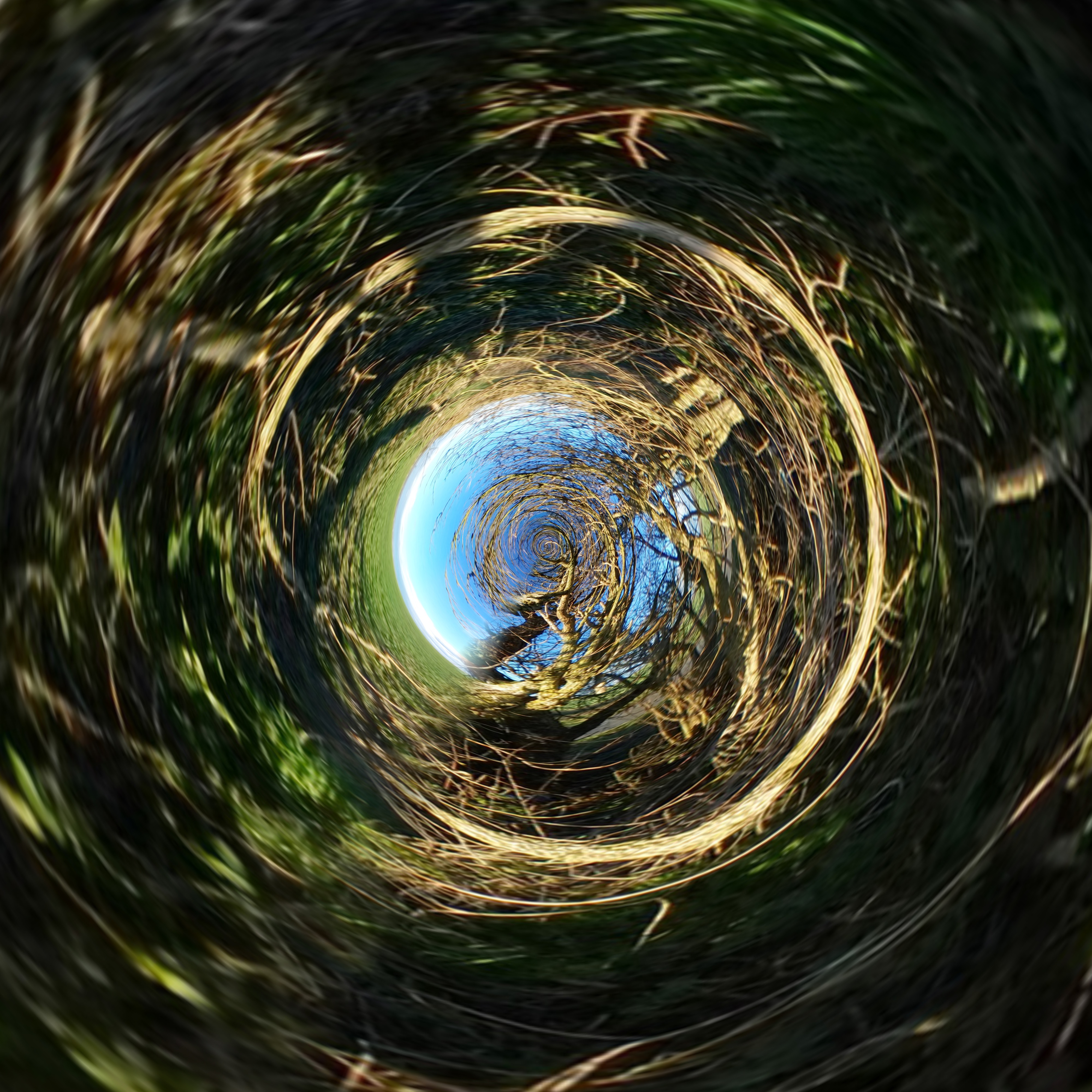 a swirling nest of twigs pulls you into the centre of the image and infinity