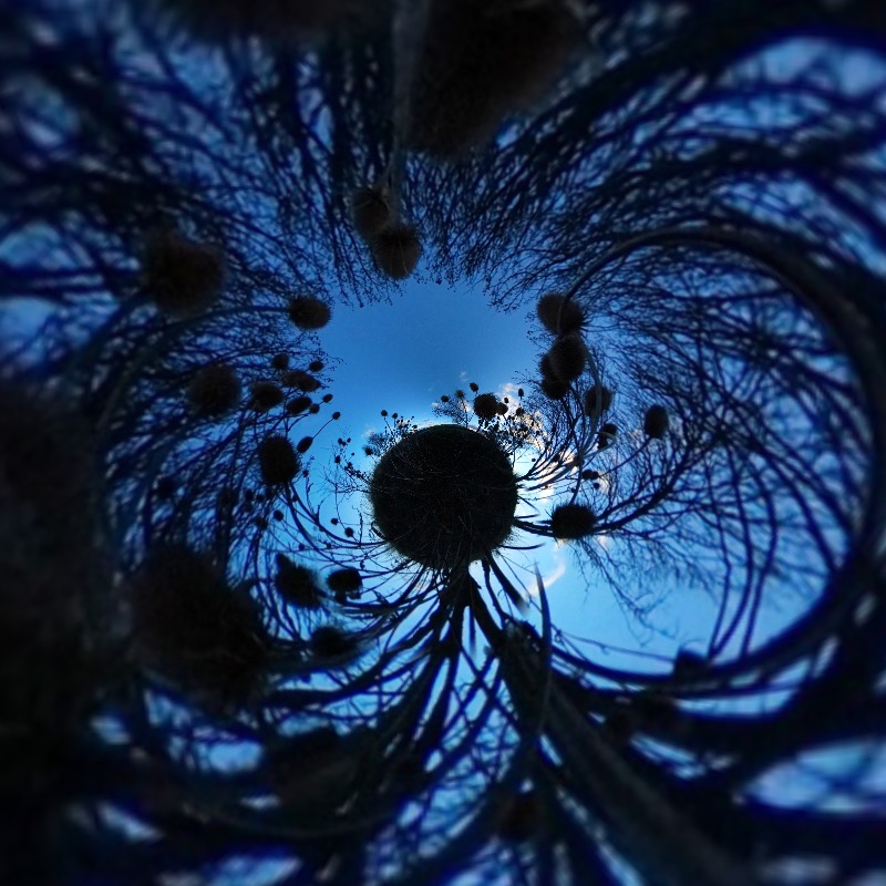looking out from inside a hedge in winter the branches are silhouetted against the blue sky