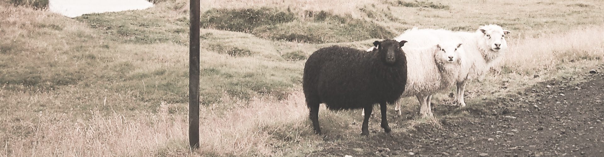 baa baa black sheep