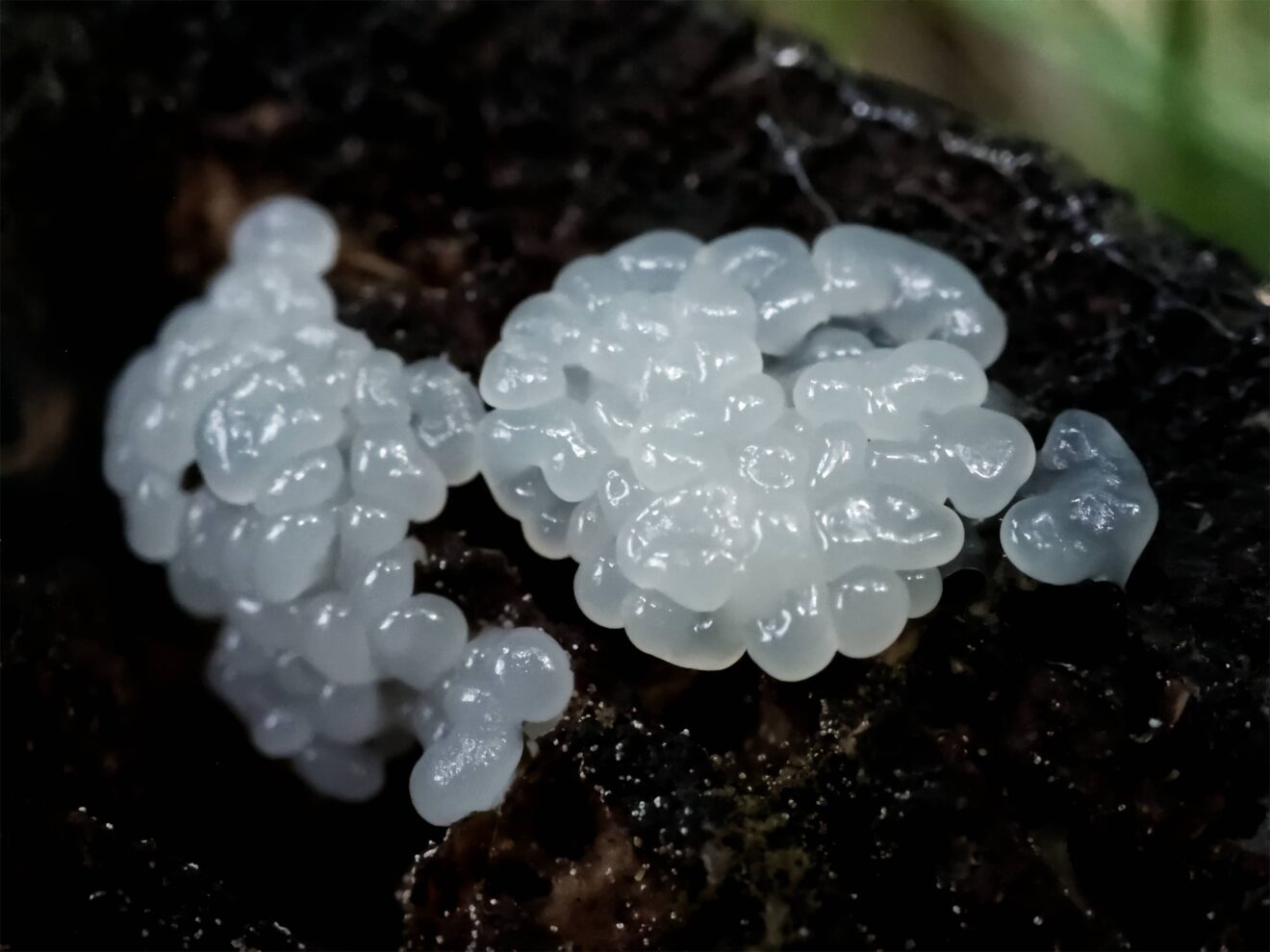 Macro photography by Gabriela Rogula (2022)