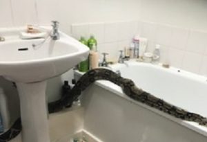 Police ‘flabbergasted’ after 8ft boa constrictor found in woman’s bathroom