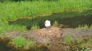 Swan ‘dies of a broken heart’ after its nest and eggs were destroyed by vandals