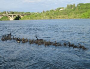 Broody mother goose takes 47 cute babies under her wing