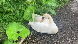 Beloved swan with a ‘big character’ sadly ‘killed by dog’ at country park