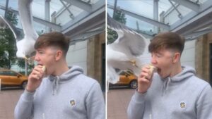 Man horrified after huge seagull snatches food directly from his mouth as he’s eating