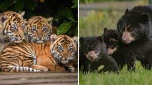 Chester Zoo is looking for someone to take care of the lions, tigers and bears