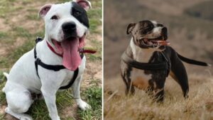 Staffordshire Bull Terriers named the UK’s favourite dog breed