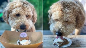 Manchester bakery is serving ‘pupcakes’ to celebrate International Dog Day
