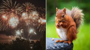 Center Parcs permanently cancels all firework displays in order to protect wildlife