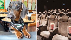 There’s a miniature dog cinema in Manchester selling ‘pawpcorn’, dog chews and treats