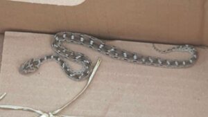 One of the world’s deadliest snakes found on industrial estate in Salford