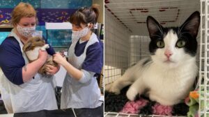 The RSPCA is looking for people to cuddle rabbits and cats here in Manchester