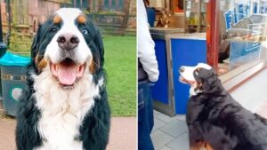 Beans the Bernese Mountain Dog goes viral over video of him queuing for a chippy tea