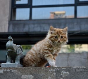 RSPCA issue warning to pet owners after reports of ‘cats being lifted into air’