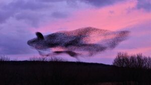 Starlings form ‘breathtaking’ whale-shaped murmuration in Lancashire