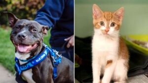 Animal charities ‘turning animals away’ as people give up their pets due to cost of living crisis