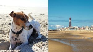 Dog owners could face £1,000 fines for walking their dogs on some North West beaches