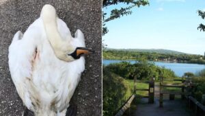 RSPCA appeal after swan killed in ‘horrifying’ dog attack in country park