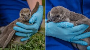 Chester Zoo celebrates arrival of nine adorable baby penguins