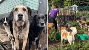 Manchester rescue centre in ‘desperate situation’ as cost of living crisis hits pet owners