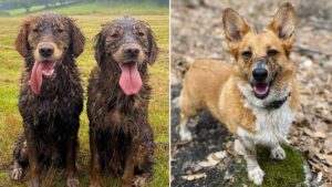 Company is on the hunt for Manchester’s ‘dirtiest dog’