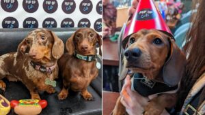 A sausage dog cafe with hundreds of cute dachshunds is coming to Manchester