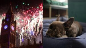 Manchester hotel is offering a ‘pet refuge’ for dogs scared of fireworks on Bonfire Night