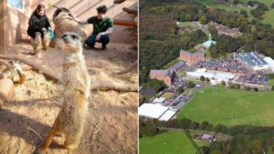 Greater Manchester could be getting its first zoo in 45 years with flamingos and meerkats
