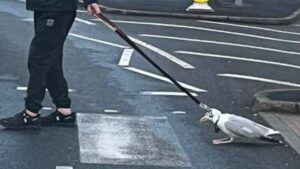 Seagull dies after being dragged around on lead by man in Blackpool