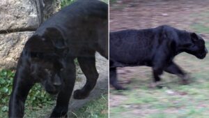 DNA test ‘confirms’ big cats are roaming around British countryside
