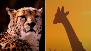 Chester Zoo to let guests visit the animals at sunset as part of special after hours events
