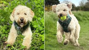 Disabled teenager left devastated after therapy dog found dead