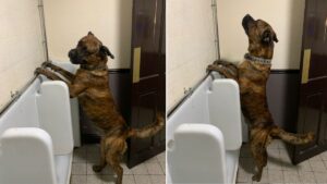 Pub landlady’s dog spotted using urinal in men’s toilets