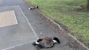 Van ‘deliberately’ ploughs into flock of geese in Salford