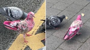 Mysterious pink pigeon baffles locals after it’s spotted in Greater Manchester