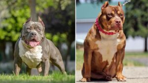 American XL Bully dogs set to be banned in England and Wales as date confirmed