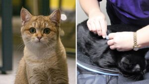 Cat owners given three month warning to microchip pets or face £500 fine
