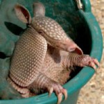 Map of Belize ArmadilloHuechero