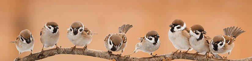 sparrow200