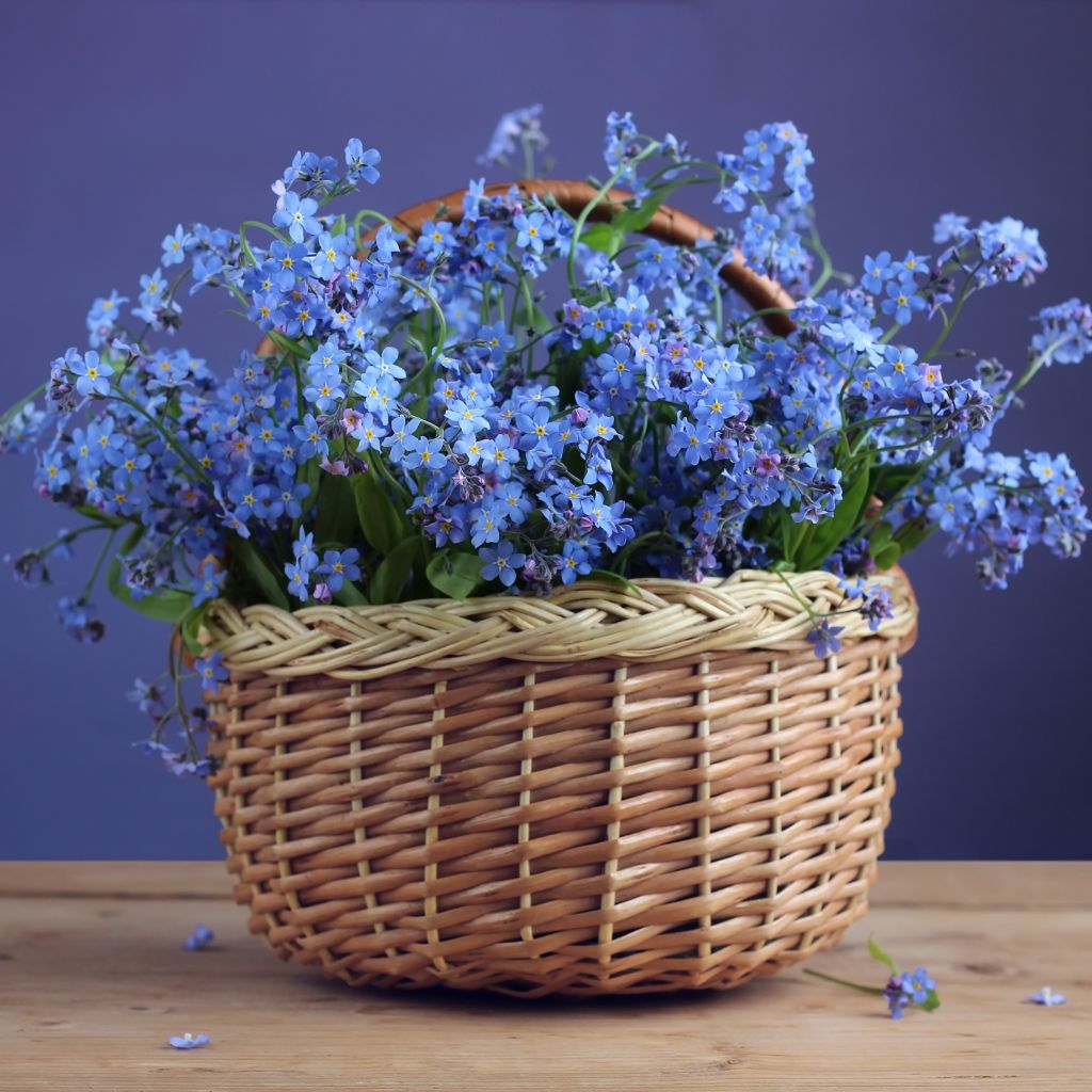 forgetmenots