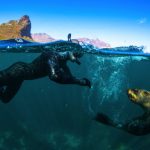 1537265160seal-snorkeling-cape-town