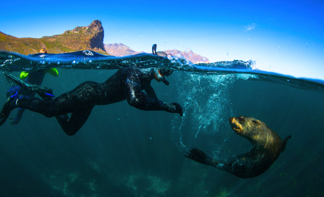 Seal Snorkeling Cape Town, South Africa