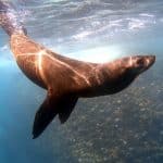 1563457694seal-snorkeling-tours-cape-town-va-waterfront-things-to-do-in-cape-town-boat-tours1