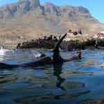 1563457753seal-snorkeling-tours-cape-town-va-waterfront-things-to-do-in-cape-town-boat-tours2