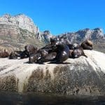 1563457785seal-snorkeling-tours-cape-town-va-waterfront-things-to-do-in-cape-town-boat-tours3