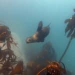 1563457819seal-snorkeling-tours-cape-town-va-waterfront-things-to-do-in-cape-town-boat-tours4