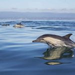dolphin-watching