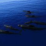 pilot-whales