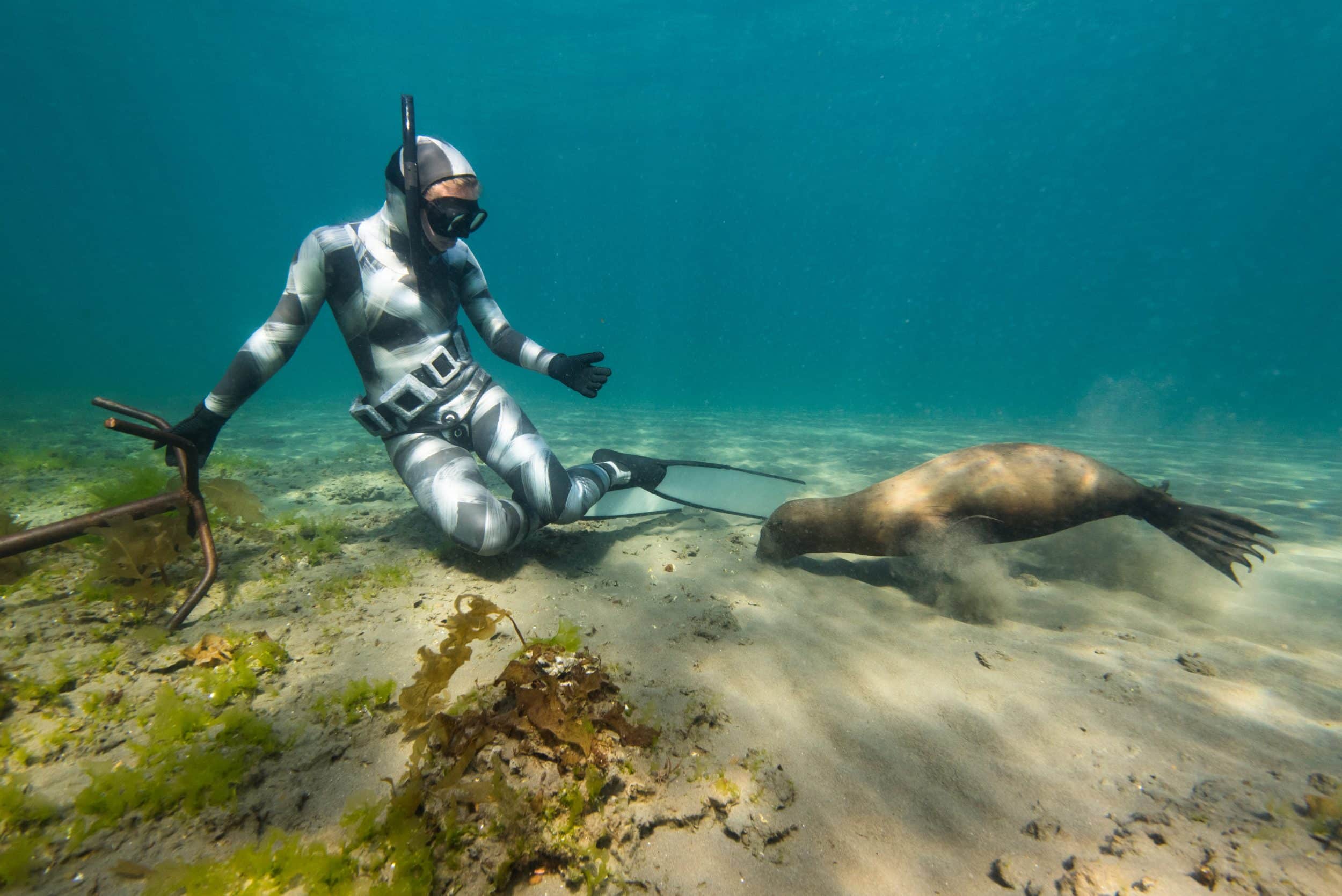 Seal Snorkeling Cape Town, South Africa Aguadoo