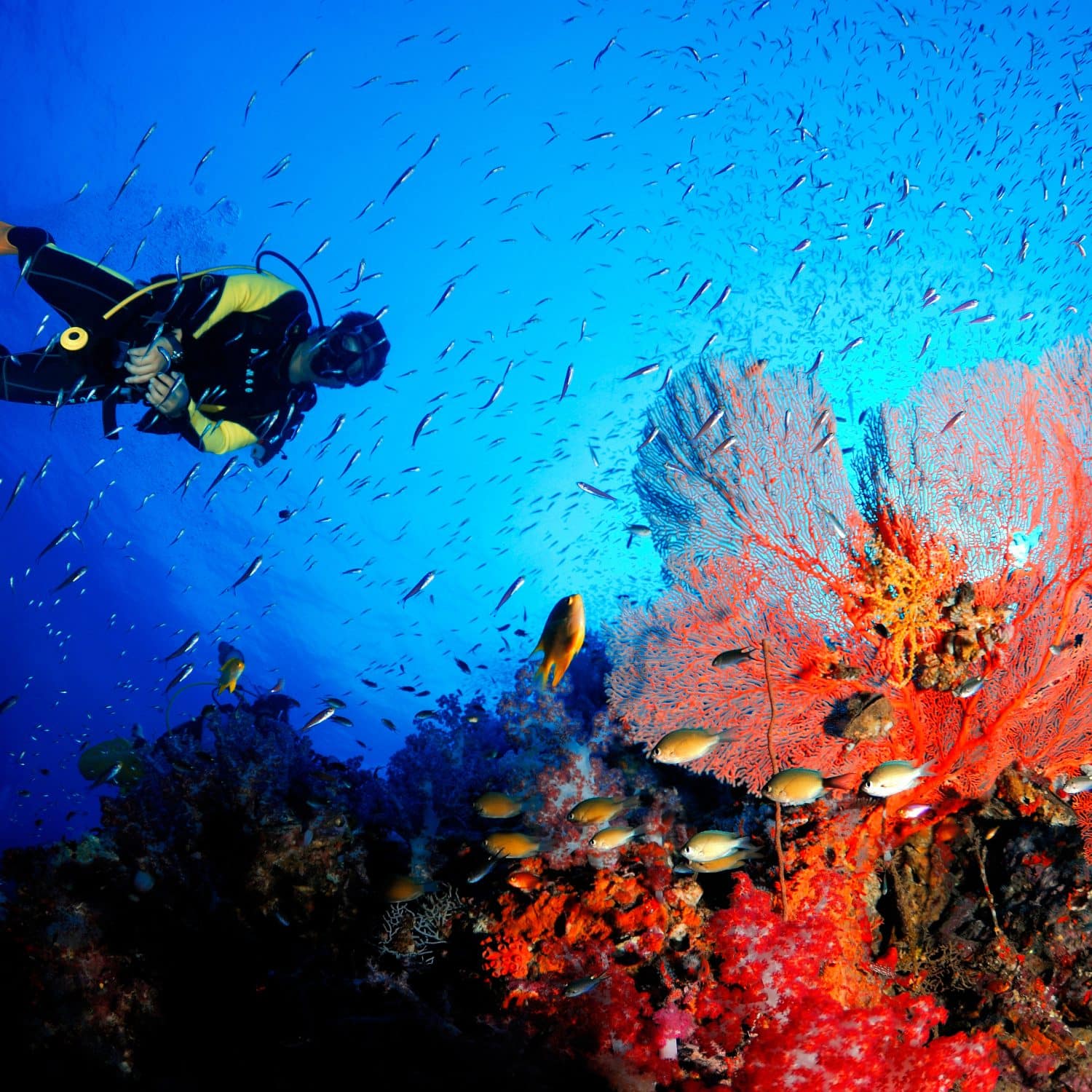 Padi discover scuba diving Cape Town Aguadoo